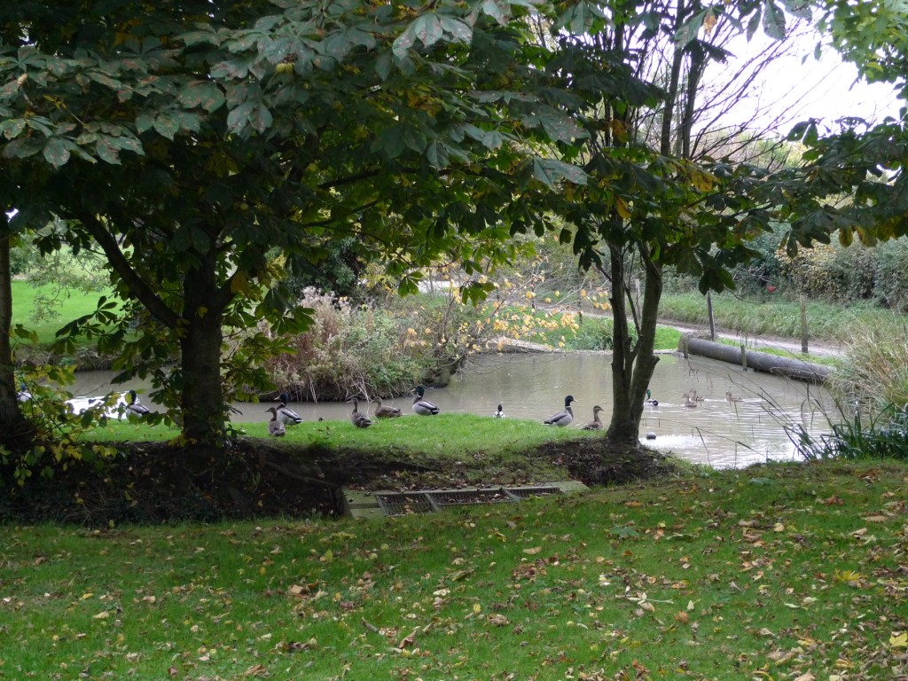 garden.hut.storage.pond